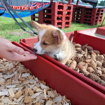 Corgi_Welpenschule_Untergründe