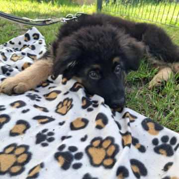 Schäferhund_im_Deckentraining
