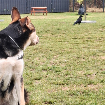 Anti-Jagdtraining_mit_Hund_und_Raben