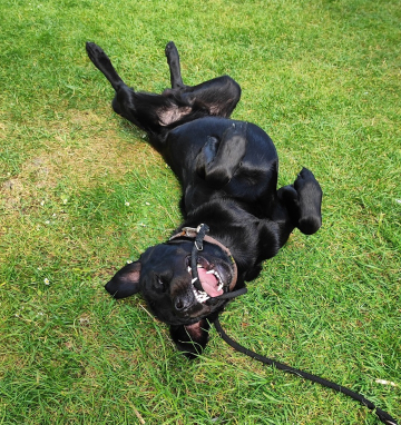 Hund_verweigert_Leinenfüehrigkeit