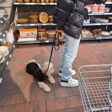 Alltagstraining_Hund_im_Einkaufsladen