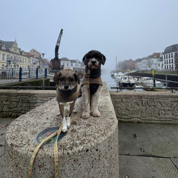 Stadttraining_in_Oldenburg_mit_Hund