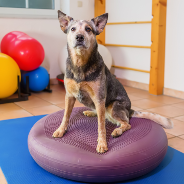 Hundephysiotherapie_mit_Cattledog