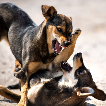 Webinar Körpersprache_und_Kommunikation_des_Hundes
