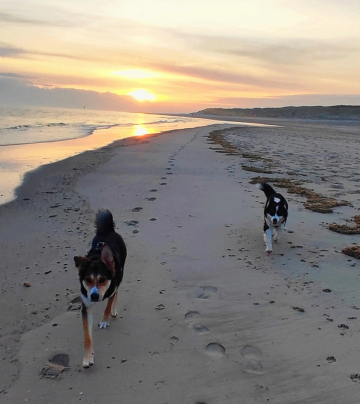 Rückruftraining_Hund_am_Strand