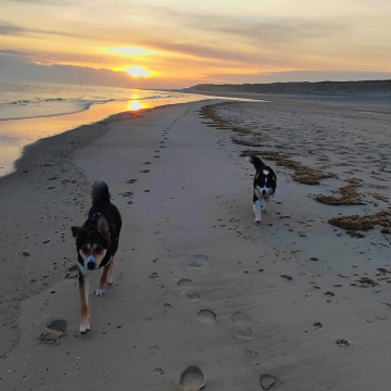 Der_perfekte_Rückruf_am_Strand