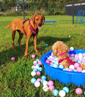 Rhodesian_Ridgeback_im_Freilauf