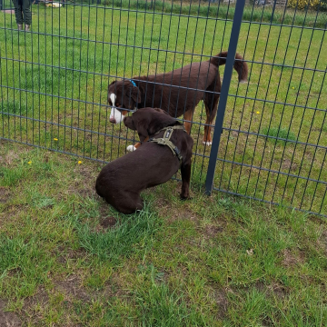 Freundliche Hundebegegnung
