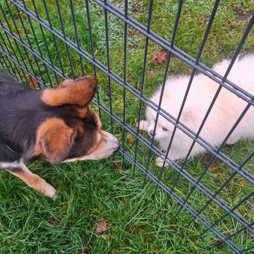 Hundebegegnung_einschaetzen_lernen
