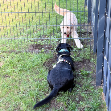 Spielerische_Kommunikation_zwischen_zwei_Hunden