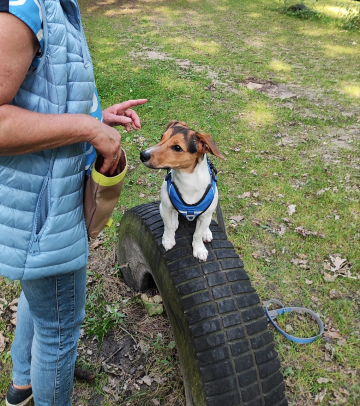 Jack_Russell_Terier_im_nonverbalen_Training