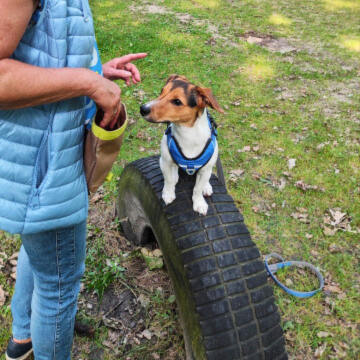 Jack_Russell_Terier_im_nonverbalen_Training