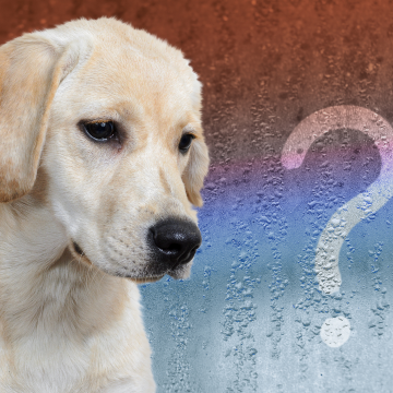 Fragen_zum_Zusammenleben_mit_Hund