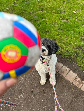 Impulskontrolle_Hund_am_Ball