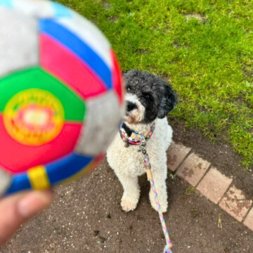 Impulskontrollstunde_Ball
