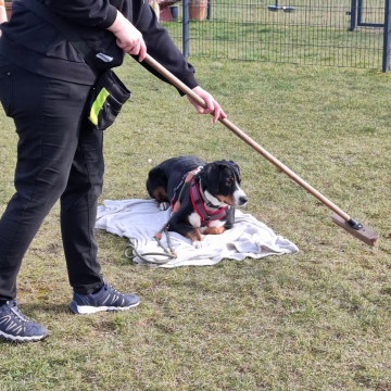 Impulskontrolle_Besen_Schweizer_Sennenhund
