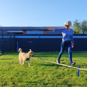 Longieren_am_Kreis_Hund