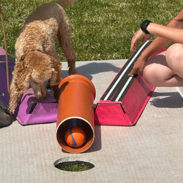 Minigolf_für_Hunde