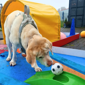 Doggigolf_Hundesport