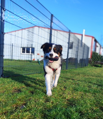 Australian_Shepherd_apportiert_einen_Futterbeutel