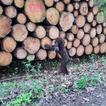 Apportieren_im_Wald