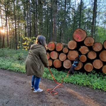 Apportieren_im_Wald_mit_Hund