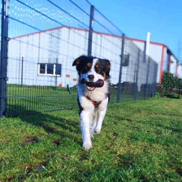 Australian_Shepherd_apportiert_Dummy