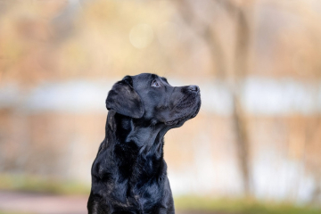 Fotoshooting_Labrador_Retriever