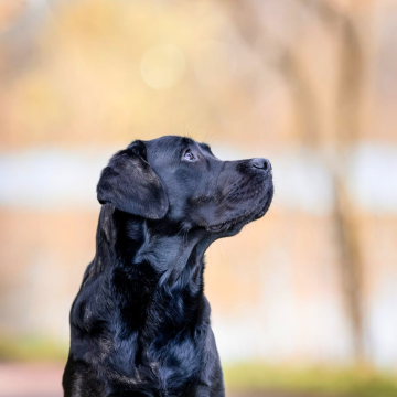 Fotowalk_am_See_Labrador