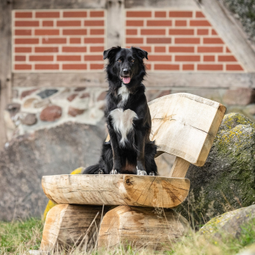 Fotoshooting_Bordercollie