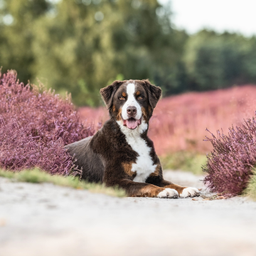 Fotowalk_mit_Hunden