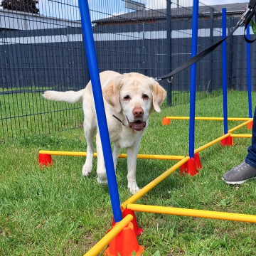 Alter_Hund_im_Training