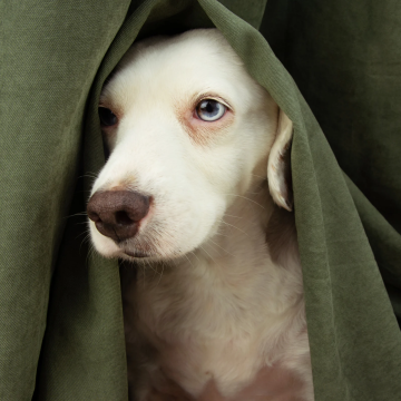 Hund_hat_Angst_vor_Silvester_Feuerwerk