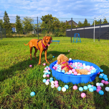 Hundefreilaufgruppe