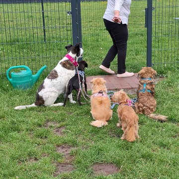 Rudeltraining