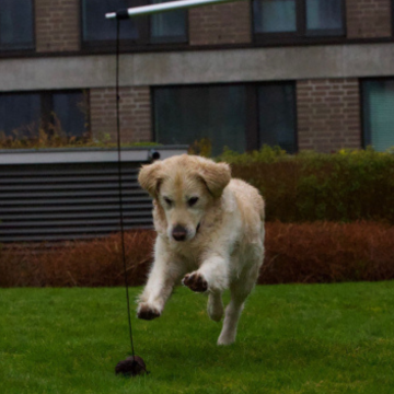 Reizangeltraining_Golden_Retriever