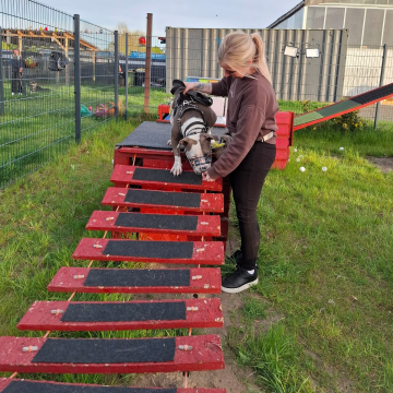 Wackelbrücke_Training_für_den_Hund