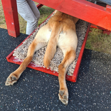 Hundepfoten_Molly