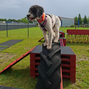 Wasserhund_auf_Traktorreifen