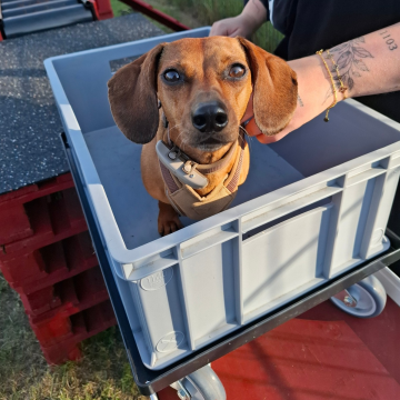 Dackel_in_der_Box_Dackeltaxi