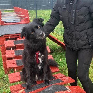 Wackelbrücke_Hundeparcour