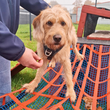 Doodle_balanciert_auf_Netz