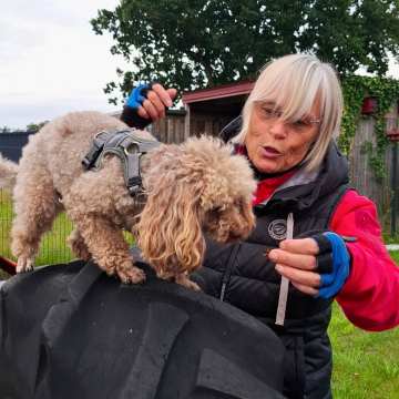 Pudel_auf_Traktorreifen