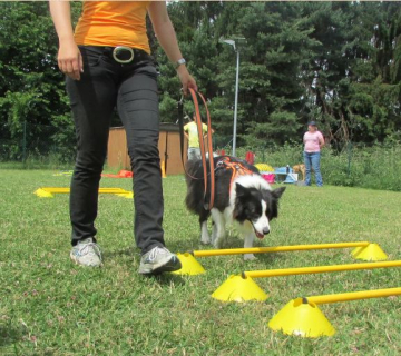 Cavaletti_Hund_Hundeschule_Oldenburg