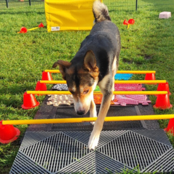 Cavaletti_Physio_Hund