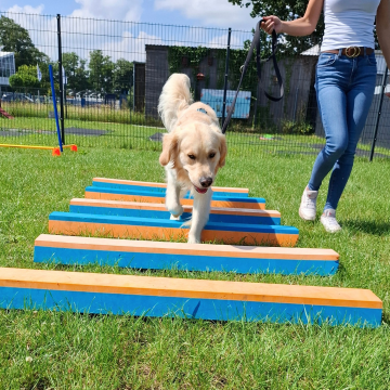 Gangbildschulung_Hund