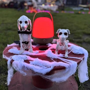Hundetraining_im_Dunkeln