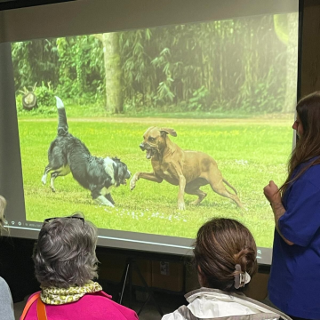 Videoanalyse_Seminar_Hunde_verstehen