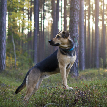 Physio-Walk_mit_Hund_Oldenburg
