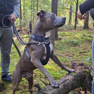 Physiowalk_für_Hunde_im_Wald